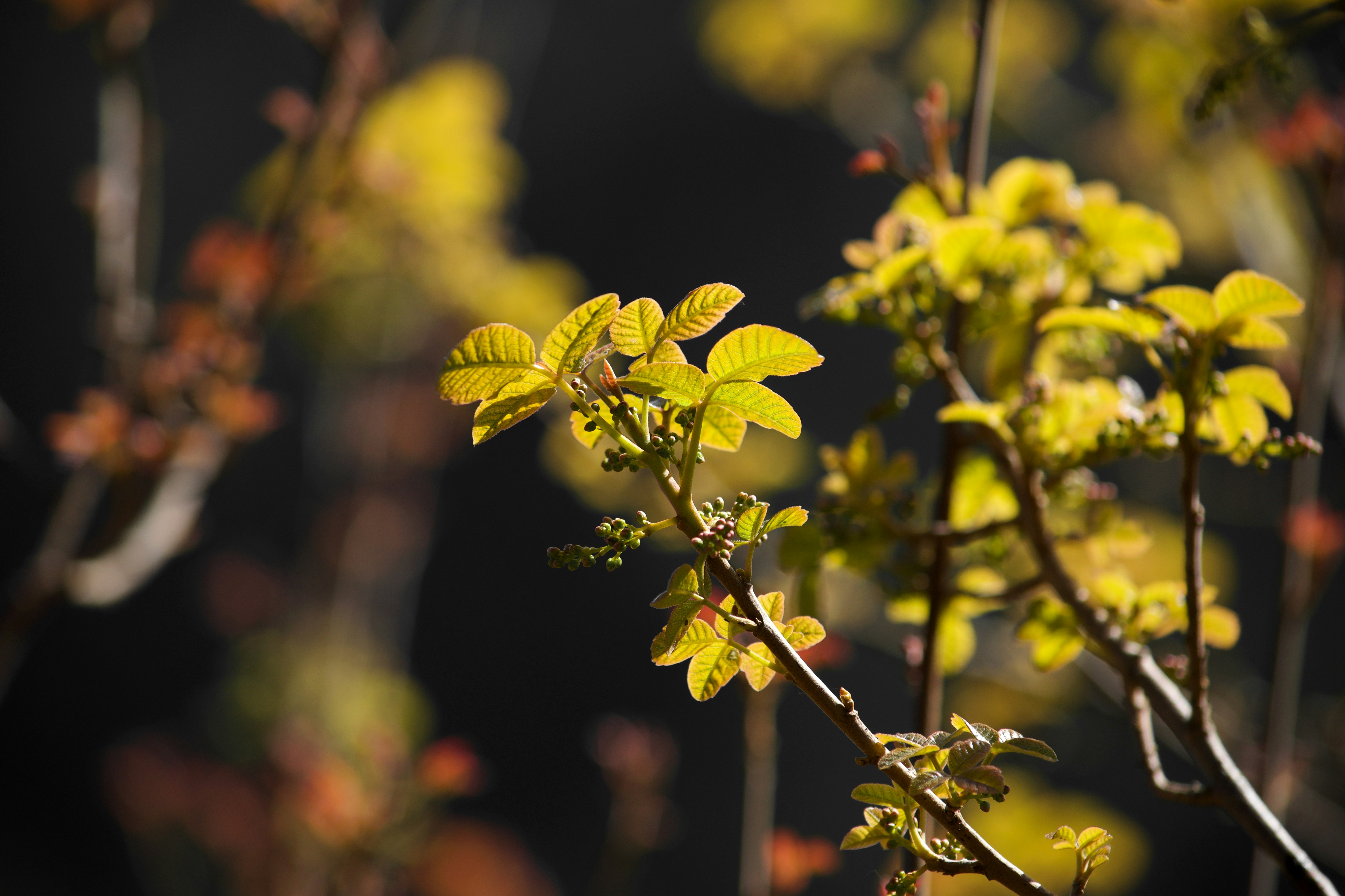 green leaves in tilt shift lens